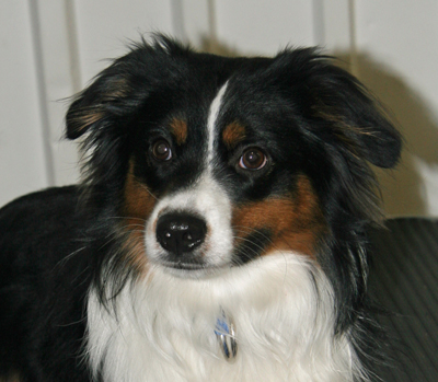 Wiseachers Miniature Australian Shepherds - black tri male