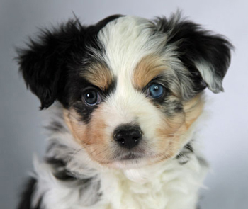 Wiseachers Hoss (Mr. Biggs) a blue merle male Miniature Aussie