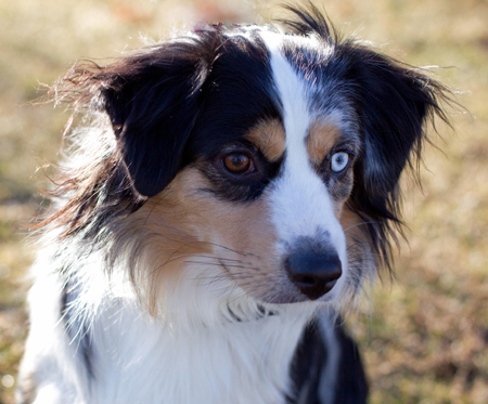 Wiseachers Hoss (Mr. Biggs) a blue merle male Miniature Aussie
