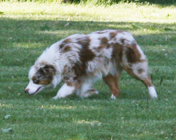 Wiseachers miniature australian shepherds - Cocoh Wiseachers miniature australian shepherds - Cocoh