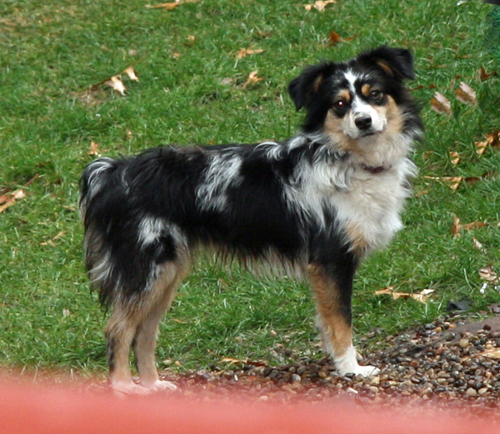 wiseachers miniature australian shepherds - Spencers Mountain Wiseachers Finis wiseachers miniature australian shepherds - Spencers Mountain Wiseachers Finis